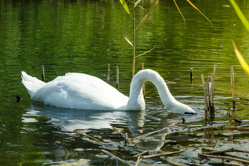 Naklejka premium Swan diver, Close wiev on white swan with his head under water