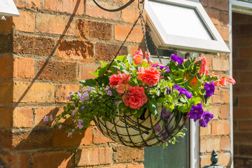 Naklejka premium Flowers and plants in a garden in the summertime