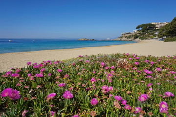 Mediterranean sandy beach with Carpobrotus flowers in foreground, Almadrava, Canyelles Grosses, Roses, Costa Brava, Catalonia, Spain