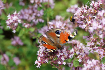 Tagpfauenauge auf Oregano (Origanum vulgare)