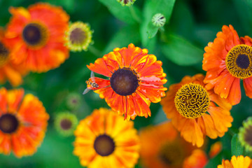 Orange macro flowers in a garden in the summertime