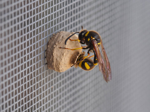 M&ouml;rtelwespe bei Eiablage