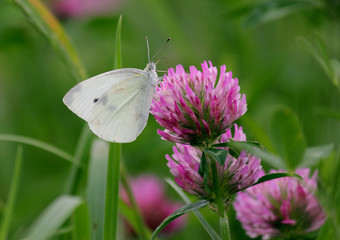 kleiner Kohlweissling - Pieris rapae