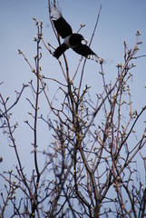 Rabe beim Flug
