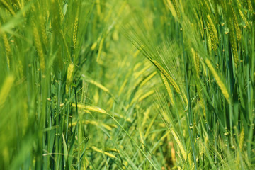 green wheat closeup