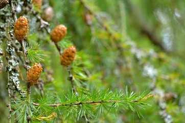 Detail of four larch cones with branches and lichen. Place for text.