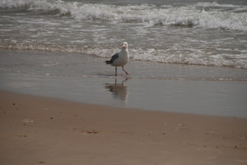 Möwe - Wanderung am Strand