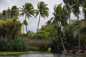 Vacation at an Island surrounded by coconut tress