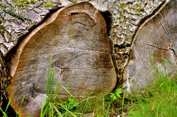 Detail of two asymmetric wooden logs with different diameter and barks.