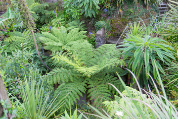 Tropical garden in Cornwall, green foliage