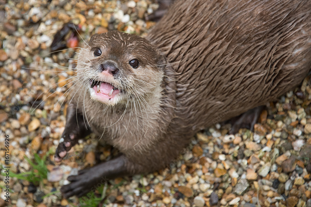 Aufkleber close portrait of an asian short clawed otter looking up and smiling showing open mouth and teeth