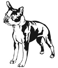 Decorative standing portrait of boston terrier vector illustration