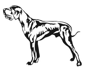 Decorative standing portrait of Great Dane vector illustration