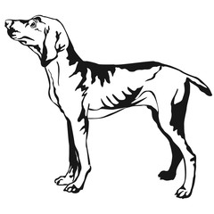 Decorative standing portrait of Hungarian pointer vector illustration