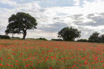 Obraz na płótnie Canvas Red poppy in a field