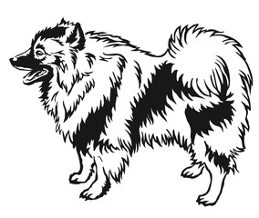 Decorative standing portrait of Keeshound vector illustration