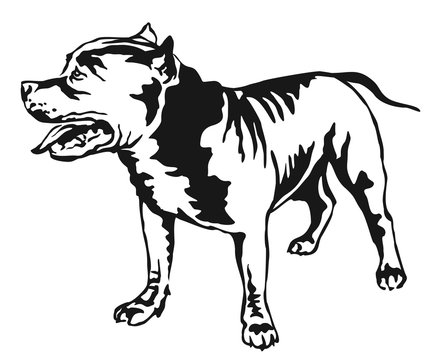Decorative standing portrait of American Pit Bull Terrier vector illustration