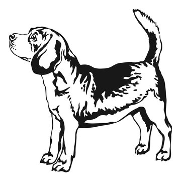 Decorative standing portrait of beagle vector illustration