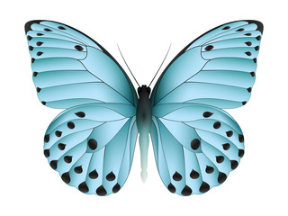 Beautiful butterfly isolated on a white background