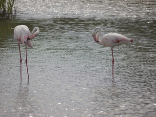 Flamingos in the Camargue 2.