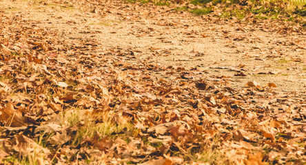 Leaf dead in autumn on a dirt road