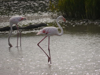 Flamingos in the Camargue 3