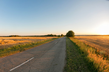 Rural road. Gold wheat field and blue sky. Ripe grain harvest time