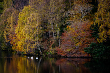 A family of swans