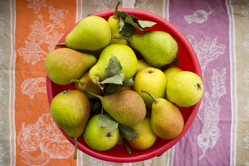 Bright ripe pears in a red bucket