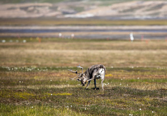 Fototapeta premium Svalbard reindeer in summer at Svalbard