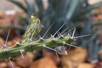 Cactus thorns