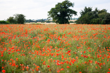 Red poppy field in Leicester-shire at summertime
