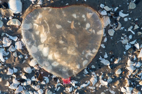 Dead Horse Bay, New York
