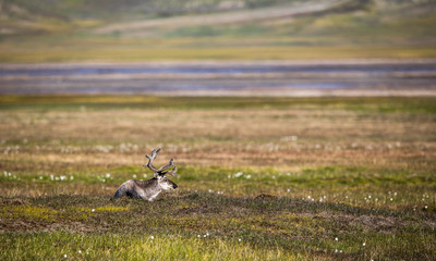 Svalbard reindeer lying on the tundra in summer at Svalbard