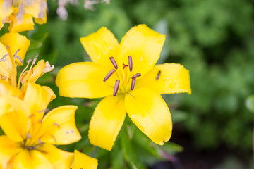 Macro of Yellow flowers in a garden