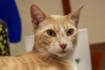 The Cat Cafe, San Diego, California