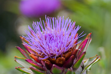 Violet macro flowers in a garden in the summertime