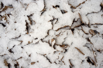 snow on dry leaves 