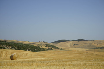Obraz premium Hay bales in the countryside
