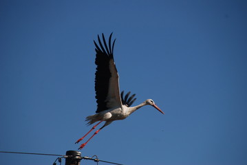 Storch - fliegt los