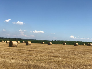 Fototapeta premium Hay bales in the countryside