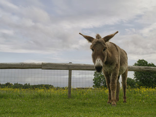 Bruine ezel in een veld kijkend naar de camera.