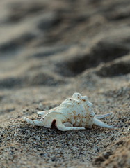 Beautiful large seashell on sand