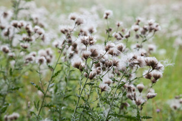 Distel auf Blumenwiese