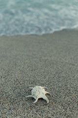 Beautiful large seashell on beach