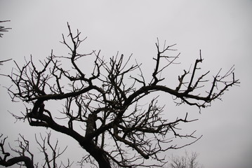 Blattloser Baum / Winter