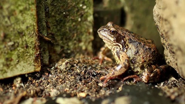 Goggle-eyed Toad lurking sitting unblinking close to