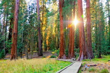 Deurstickers Natuurpark Zonnestralen door de gigantische bomen van Sequoia National Park, Californië, VS