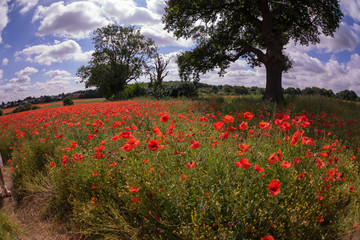 Red Poppy field at late afternoon in the summertime in Leicester-shire UK