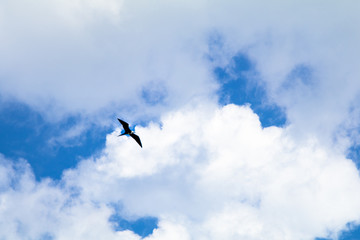 Freedom Flight